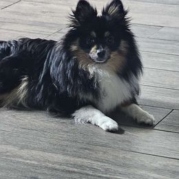 Willow - Pomeranian
