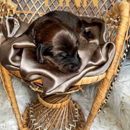 Dachshund Puppies from Itty Bitty Dachshunds