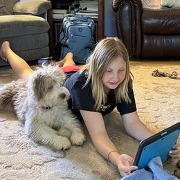 Aussiedoodle Puppies from Creek Bend Farm