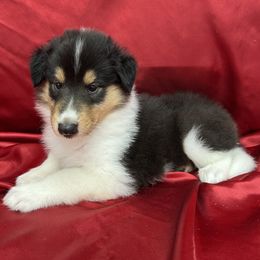 Sophia - Black white and tan female Collie puppy in Groveland, Florida from Palmhaven Collies