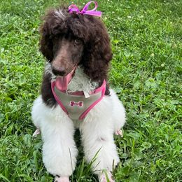 Poodle Puppies from Cuddley-Poods Moyen poodles
