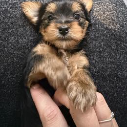 Yorkshire Terrier Puppies from Leigh Brummel