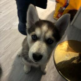 Girl 2 - Agouti and white female Siberian Husky puppy in New York, New York from Riri’s Huskies