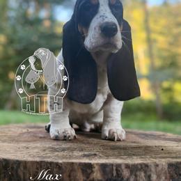 Max - Black white and brown male Basset Hound puppy in Dingess, West Virginia from Tuckers' Howling Hounds