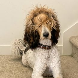 Dotty - Poodle