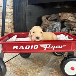 Oliver - Cream male Dachshund puppy in Alpine, California from Christie's Doxies