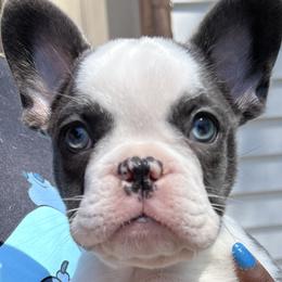 French Bulldogs, Poodles, and Yorkshire Terriers from Taste Of Flavor LLC