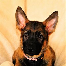 German Shepherd Puppies from Tinsley German Shepherds