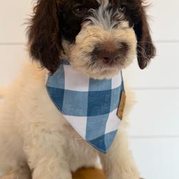 No collar - Parti female Goldendoodle puppy in San Augustine, Texas from Vintage Doodles