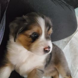 Miniature American Shepherd Puppies from Marquise Miniature American Shepherd