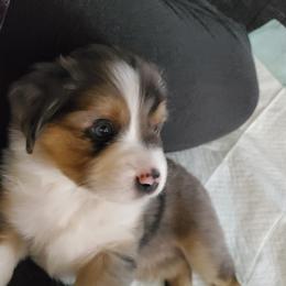 Miniature American Shepherd Puppies from Marquise Miniature American Shepherd