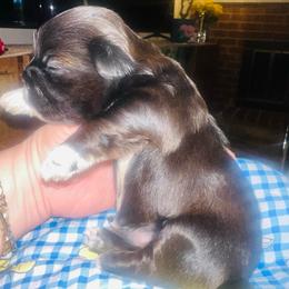 Boy3 longer white right front paw - Brindle male Shih Tzu puppy in Citrus Heights, California from The Lion dog Shih Tzu