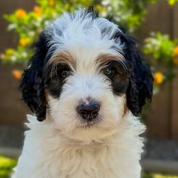 Snowflake - Tri-color female Bernedoodle puppy in Gilbert, Arizona from 5280 Bernedoodles