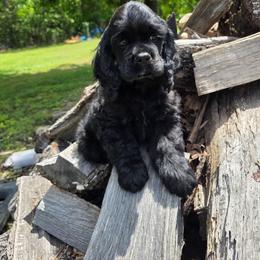 Bear - Black male Cocker Spaniel puppy in Theodosia, Missouri from Show'NTail Cockers
