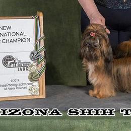 Shih Tzus from Arizona Shih Tzu