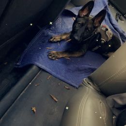 German Shepherd Puppies from JCR Kennels