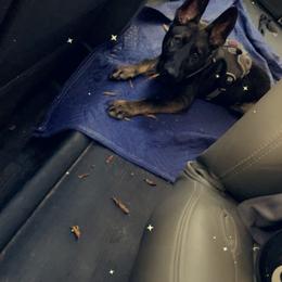 German Shepherd Puppies from JCR Kennels