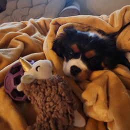 Cavalier King Charles Spaniel Puppies from Cedar Mountain Hounds