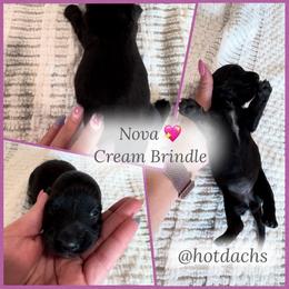 Nova - Cream Brindle - Brindle female Dachshund puppy in Little Elm, Texas from HotDachs