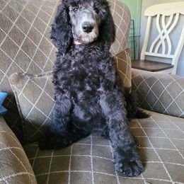 Poodle Puppies from Hickory Hills Poodles