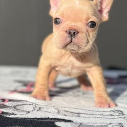 French Bulldogs from Pacific Bulldogs