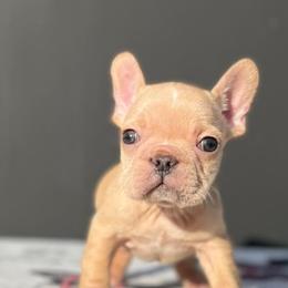 French Bulldogs from Pacific Bulldogs