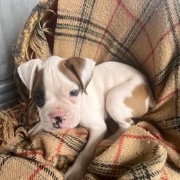 Boy 2 - White male Boxer puppy in Center Hill, Florida from Rogers Farm’s Beloved Boxers