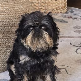 Brussels Griffons from Katie Baringer