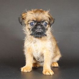 Yellow Collar Girl - Rough Coat - Red female Brussels Griffon puppy in Naples, Florida from Cougartown Kennel