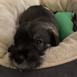 Blackberry - Black Collar - NATURAL Boy - Pepper and salt male Standard Schnauzer puppy in Mamaroneck, New York from Harbor Hill Standard Schnauzers
