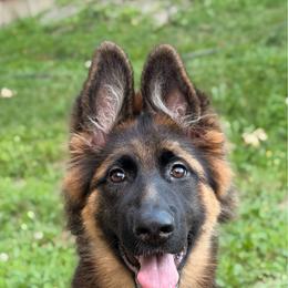 Miso - German Shepherd