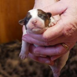 Cordelia - Blue mottled female Australian Cattle Dog puppy in Buffalo Valley, Tennessee from Buffalo Valley Breeders