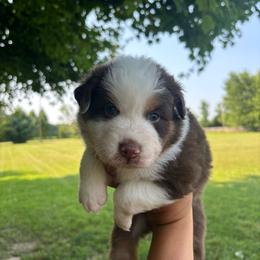 Twister - Red tri-color male Australian Shepherd puppy in Morrow, Ohio from OakHaven Acres Aussies