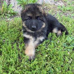LC - Black and red male German Shepherd puppy in Pana, Illinois from von Fenja German Shepherd Dogs