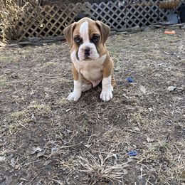 Boxer Puppies from Nala’s Pride