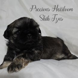 Boy 2 - Sable male Shih Tzu puppy in Enid, Oklahoma from Precious Heirloom Shih Tzus