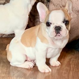 French Bulldog Puppies from BigStar French Bulldogs