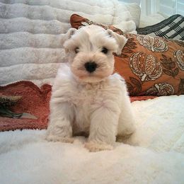 Loxie - Wheaten female Miniature Schnauzer puppy in Yorktown, Texas from Snanzzy Minature Schnauzers