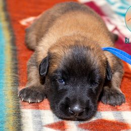 Male puppy 3 - Fawn male Belgian Malinois puppy in Fredonia, Arizona from Zion Malinois