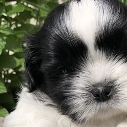 Shih Tzus from Suncoast Shih Tzus