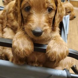 Goldendoodle Puppies from Rustic Road Doodles