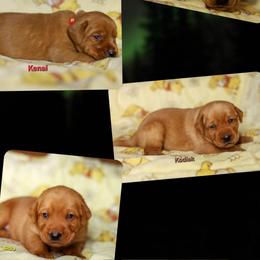 3rd pick male puppy - Yellow male Labrador Retriever puppy in Twin Falls, Idaho from Whispering White Pines Labradors
