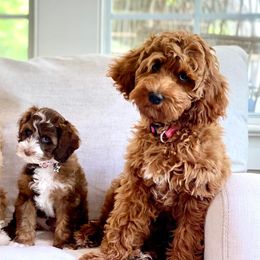Australian Labradoodles from Saving Grace Labradoodles