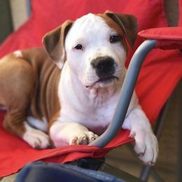 American Staffordshire Terrier Puppies from Liberty Am Staffs