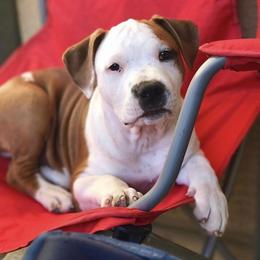 American Staffordshire Terrier Puppies from Liberty Am Staffs