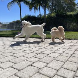 Poodle Puppies from Honeycutt Akc Standard Poodles