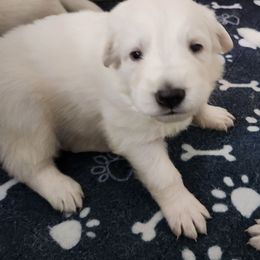 Boy 3 - White male Berger Blanc Suisse puppy in Plaucheville, Louisiana from La Nouvelle-Orléans Berger Blanc Suisse