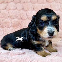 Belle AKC - Black and tan female Dachshund puppy in South Easton, Massachusetts from Depot Dachsies