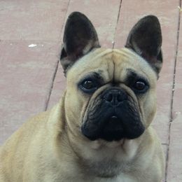 Keeper - French Bulldog