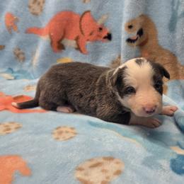 Pepper - Blue female Border Collie puppy in Gary, Indiana from Lake Ridge Border Collies